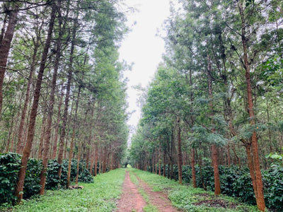 環境に優しいさ栽培を維持している。