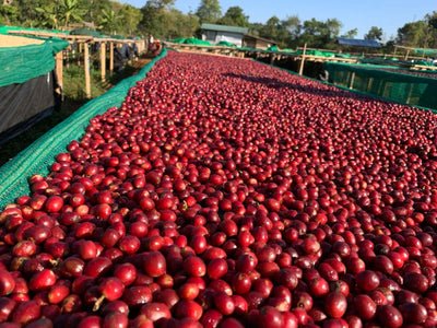 Pho Pho Original Coffee 180g